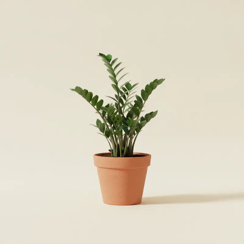 ZZ-plant — Zamioculcas zamiifolia (illustratie)