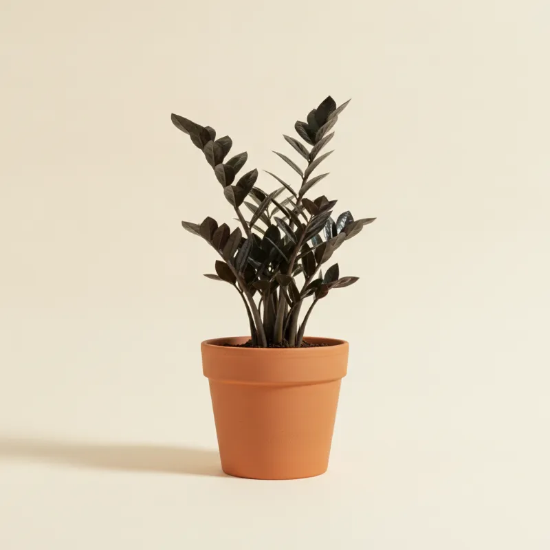 ZZ-plant — Zamioculcas zamiifolia 'Raven' (illustratie)