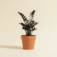 ZZ-plant