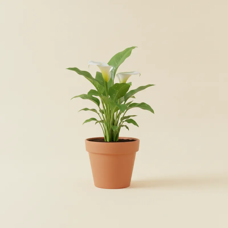 Calla — Zantedeschia aethiopica (illustratie)