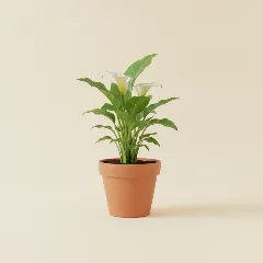 Calla