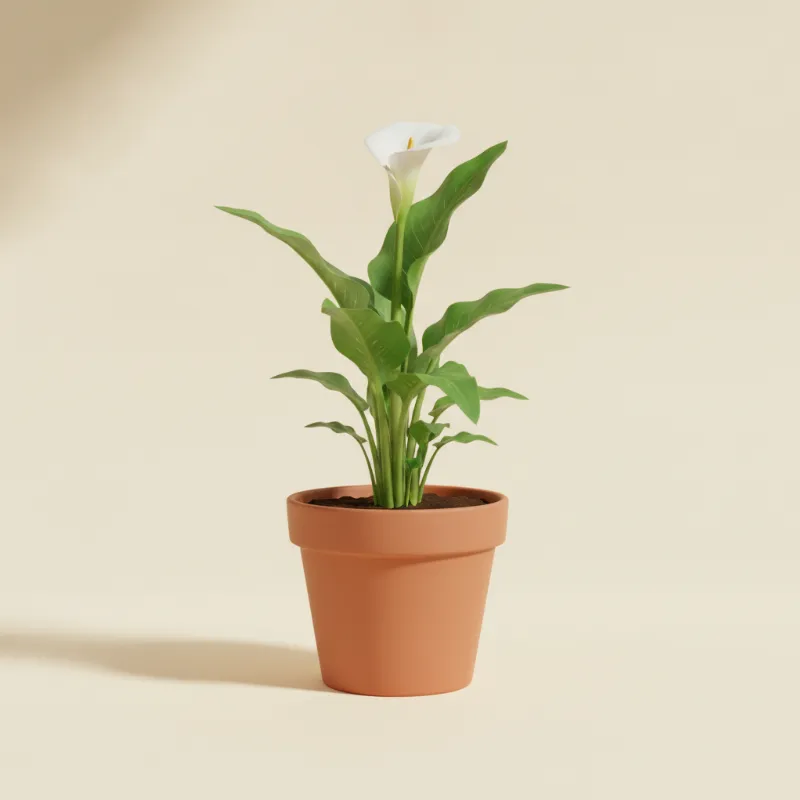 Calla — Zantedeschia 'Calla Lily' (illustratie)