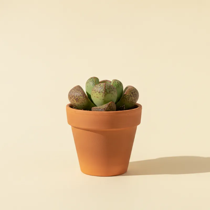 Adromischus cooperi (illustratie)