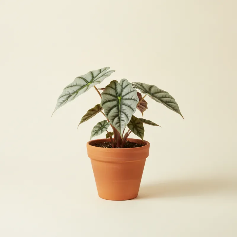 Olifantsoor — Alocasia 'Dragon Scale' (illustratie)