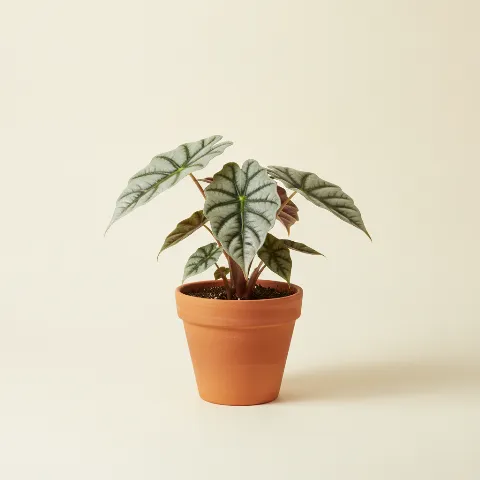 Olifantsoor β Alocasia 'Dragon Scale' (illustratie)