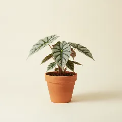 Olifantsoor