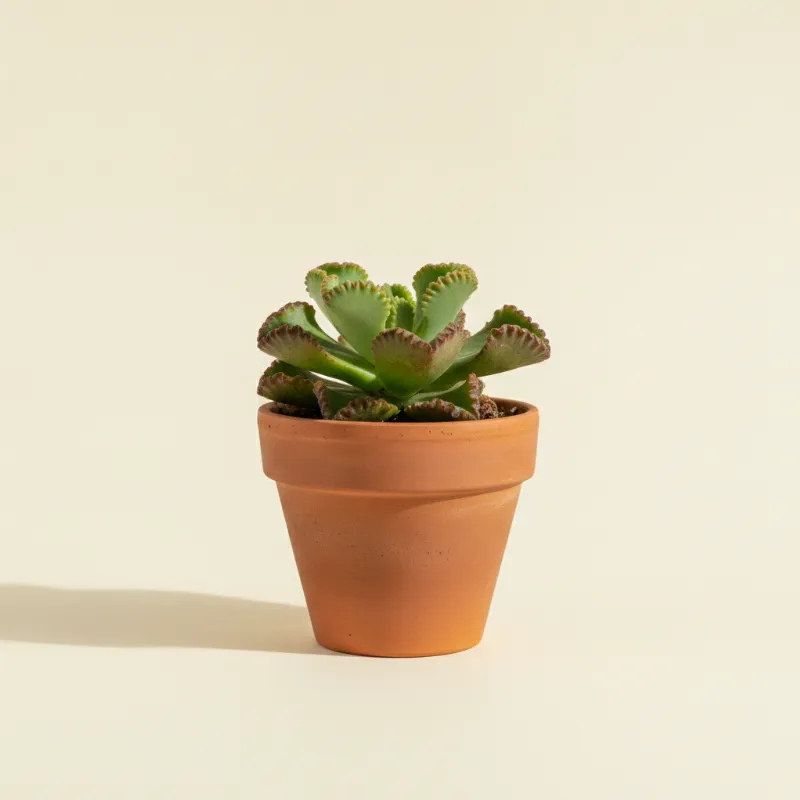 Adromischus cristatus (illustratie)