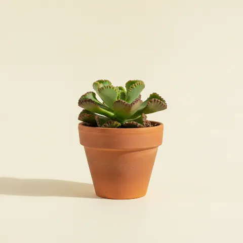 Adromischus cristatus (illustratie)