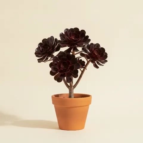 Aeonium arboreum 'Atropurpureum'