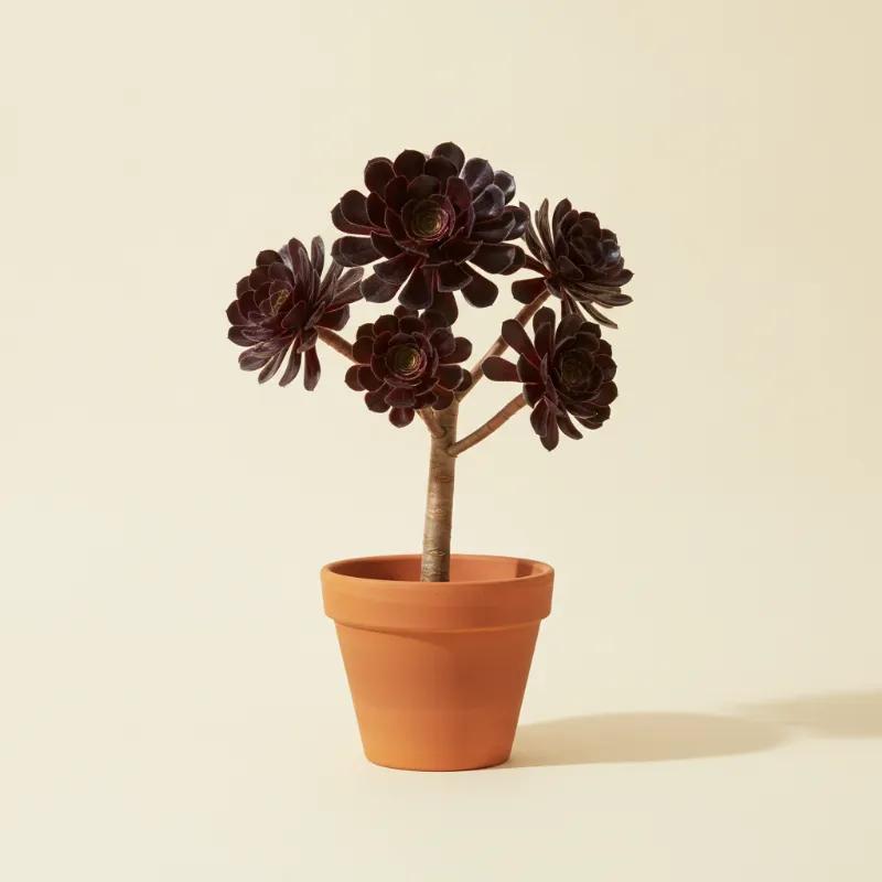 Aeonium 'Zwartkop' (illustratie)