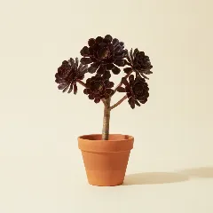Aeonium 'Zwartkop'