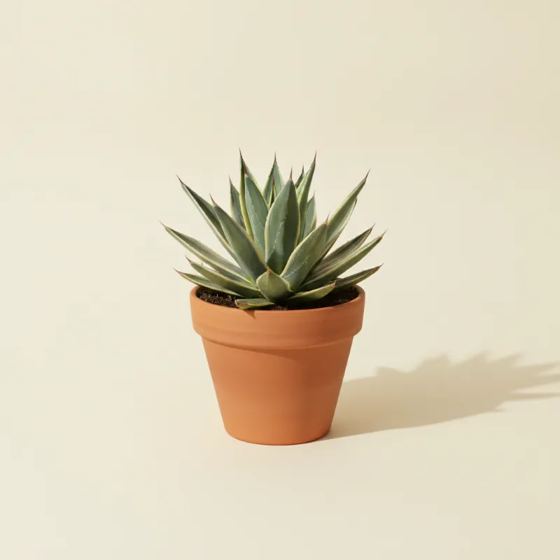 Agave — Agave americana 'Variegata' (illustratie)