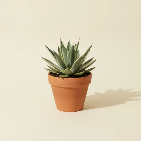 Agave β Agave americana 'Variegata' (illustratie)