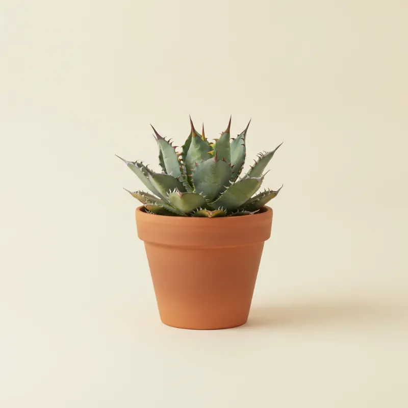 Agave — Agave parryi (illustratie)
