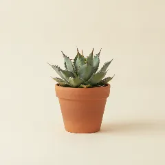 Agave