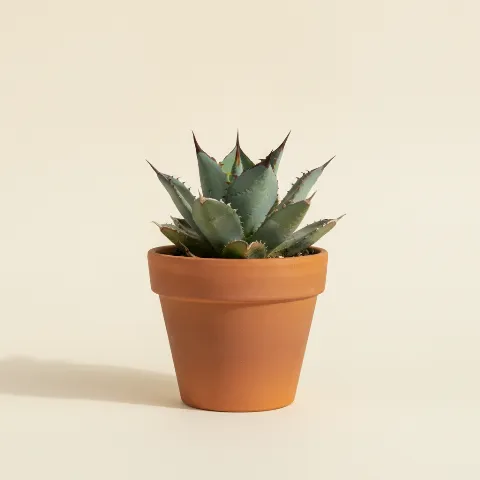 Agave β Agave potatorum (illustratie)
