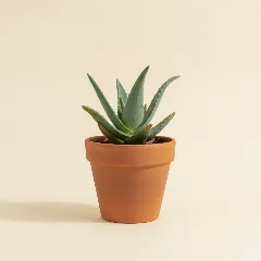 Aloë