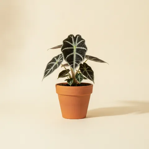 Olifantsoor β Alocasia 'Black Velvet' (illustratie)