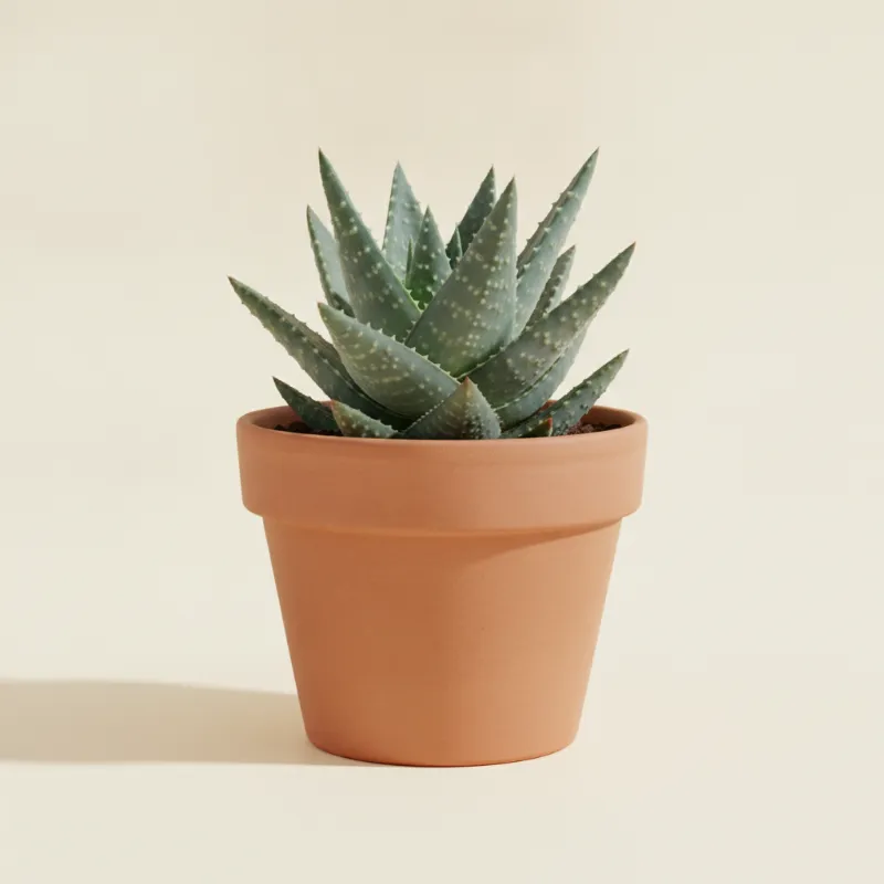 Aloë — Aloe humilis (illustratie)