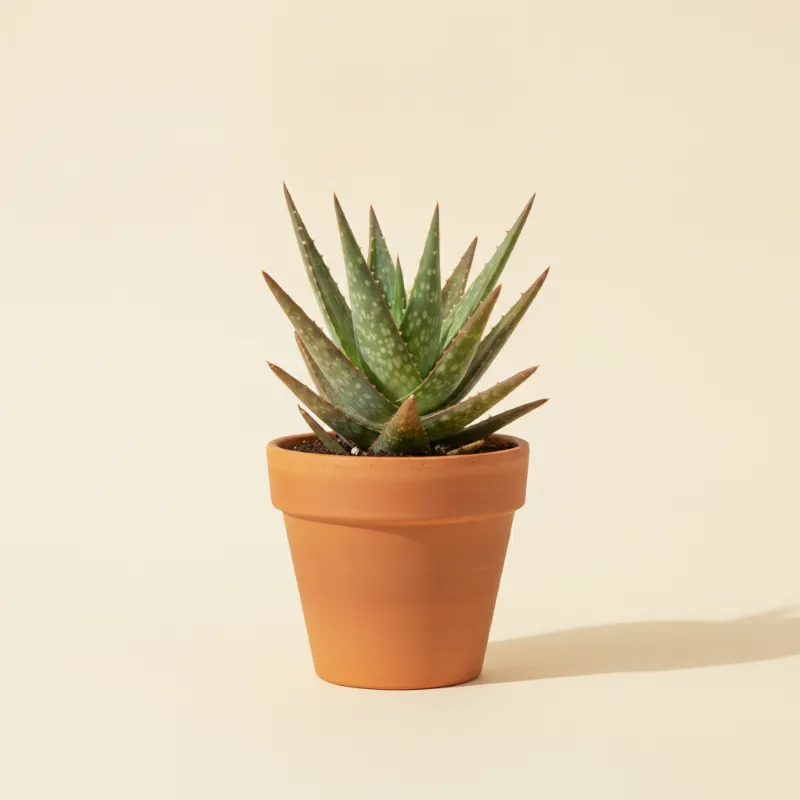 Aloë — Aloe maculata (illustratie)