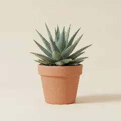 Aloë