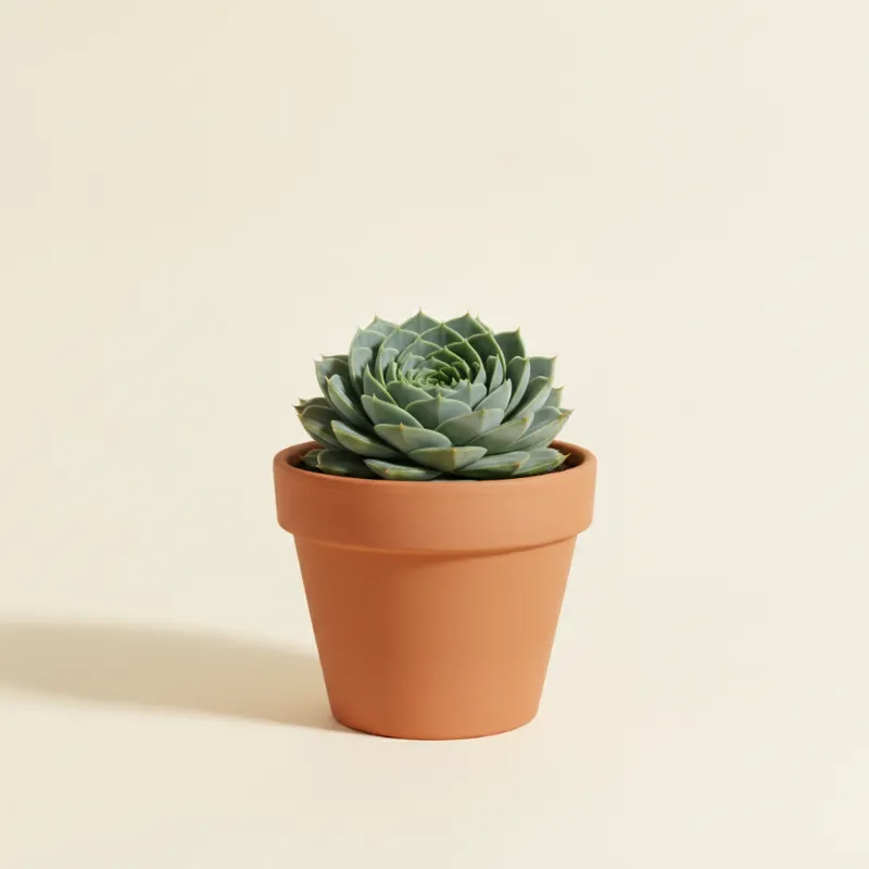 Aloë — Aloe polyphylla (illustratie)
