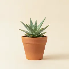 Aloë