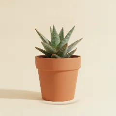 Aloë