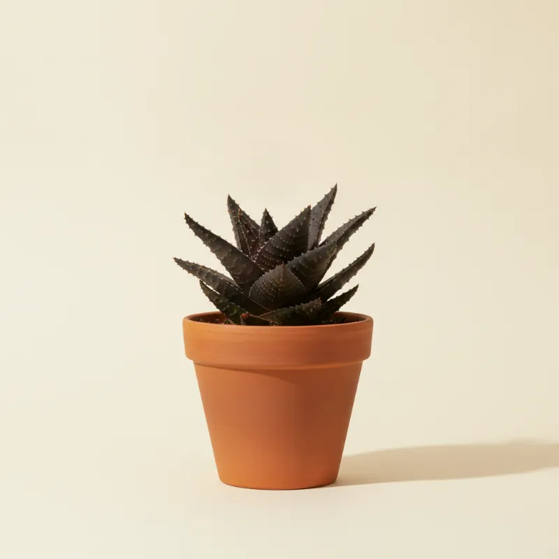 Aloë — Aloe 'Doran Black' (illustratie)