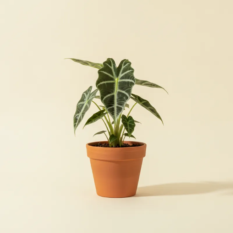 Olifantsoor — Alocasia 'Bambino Arrow' (illustratie)