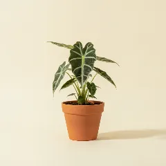 Olifantsoor