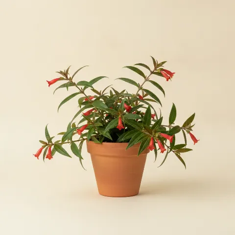 Lipstickplant