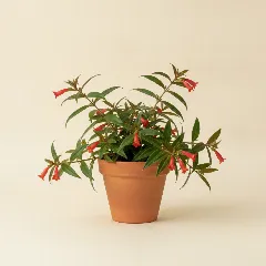 Lipstickplant