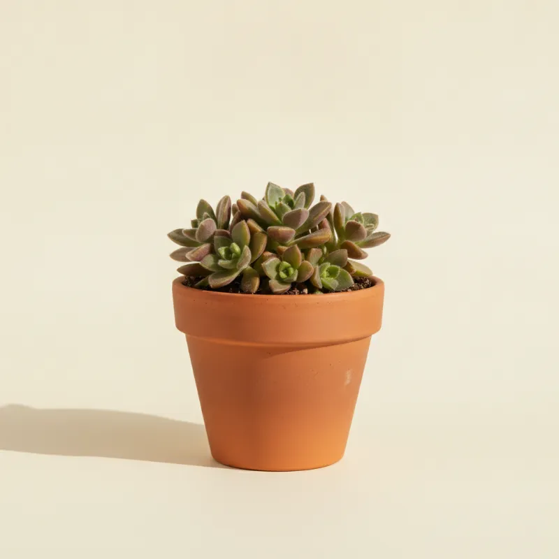 Anacampseros rufescens (illustratie)