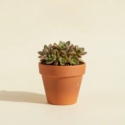 Anacampseros rufescens