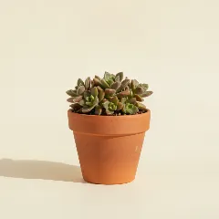 Anacampseros rufescens
