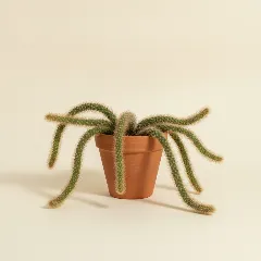 Zweepcactus