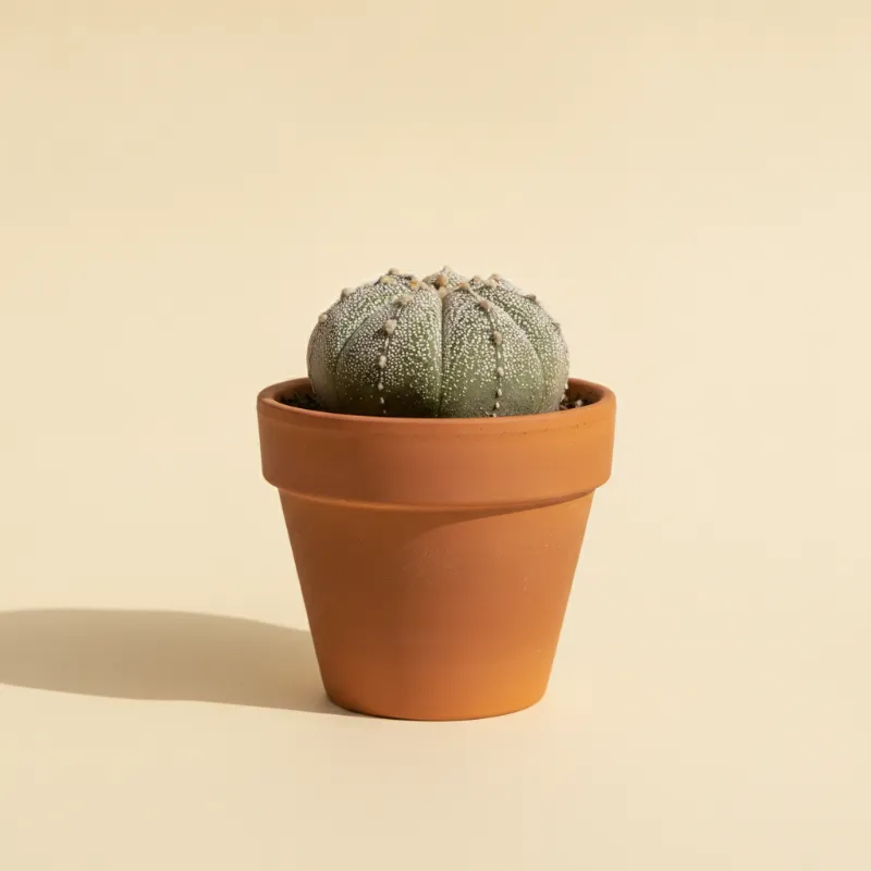 Astrophytum asterias