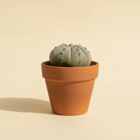 Astrophytum asterias