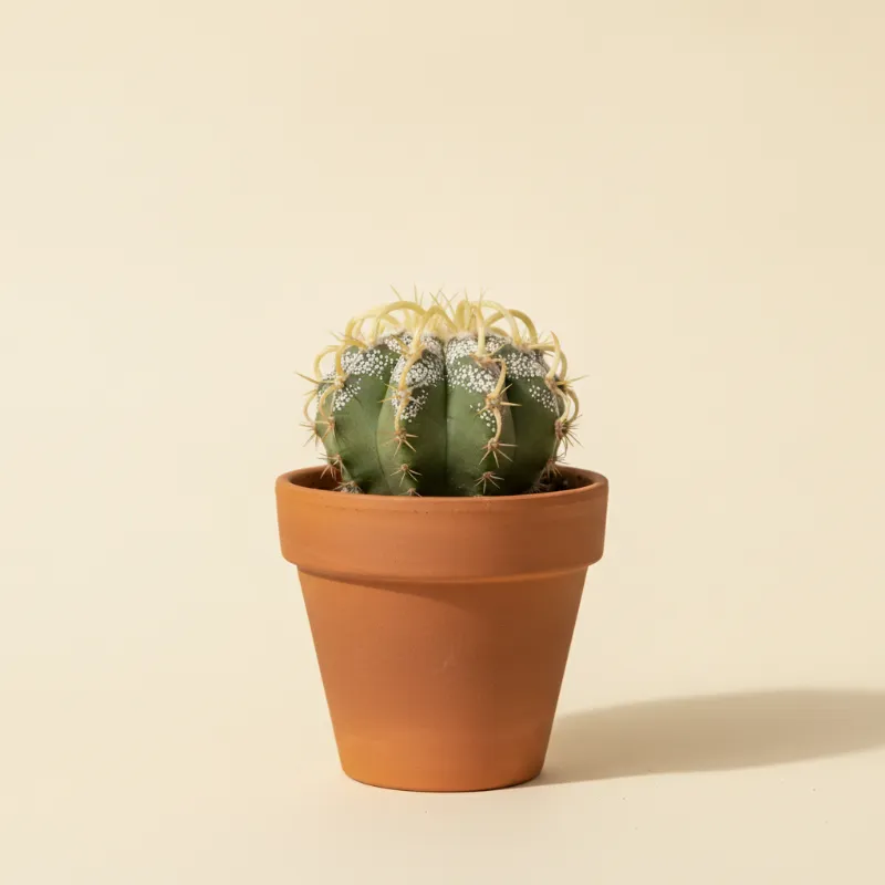 Vogelnestcactus