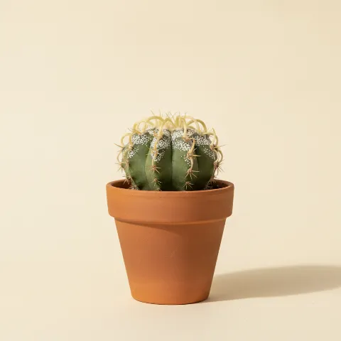 Vogelnestcactus