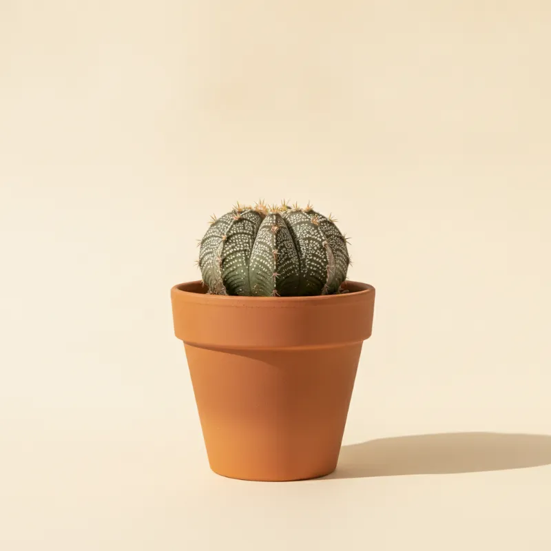 Astrophytum ornatum (illustratie)