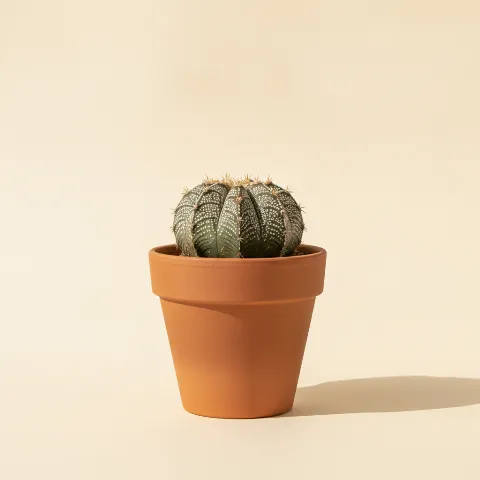Astrophytum ornatum