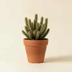 Austrocylindropuntia subulata