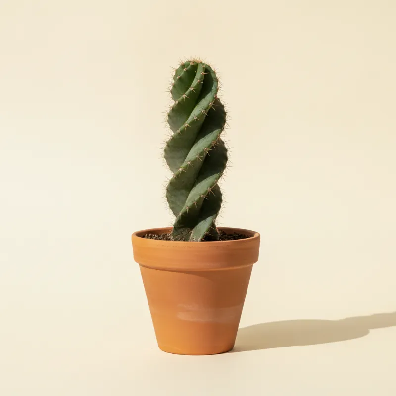 Cereus forbesii 'Spiralis' (illustratie)