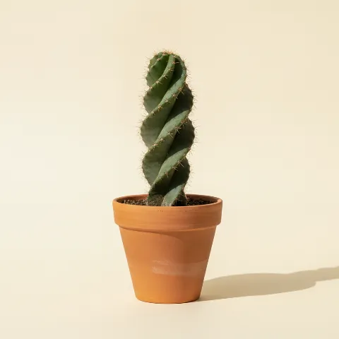 Cereus forbesii 'Spiralis'