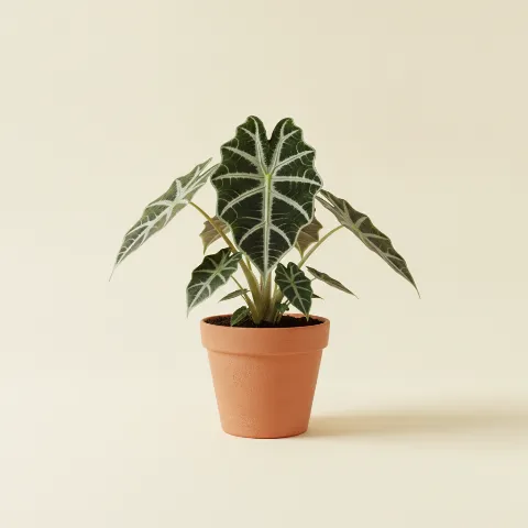 Olifantsoor β Alocasia amazonica (illustratie)