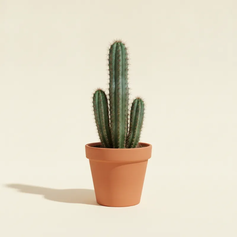 Cereus jamacaru (illustratie)