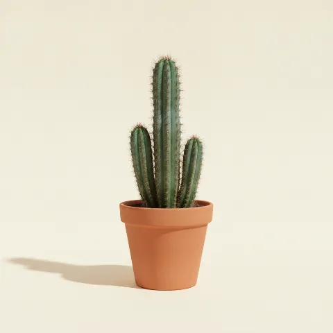 Cereus jamacaru