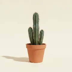 Cereus jamacaru